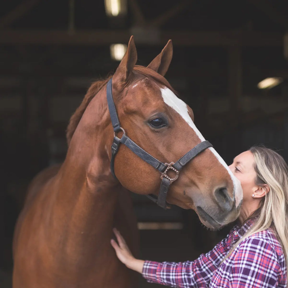 Pourquoi utiliser l’argile verte pour les chevaux