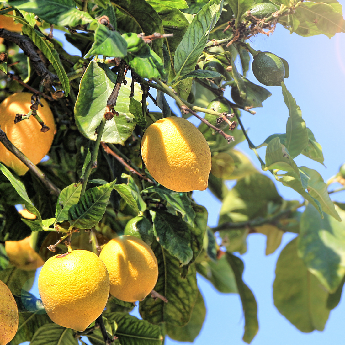 Huile essentielle Citron