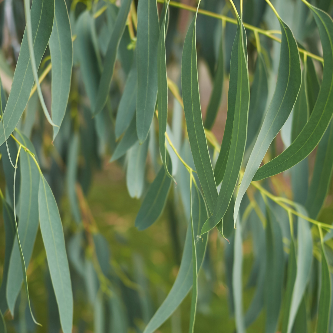 Huile essentielle Eucalyptus Citronné