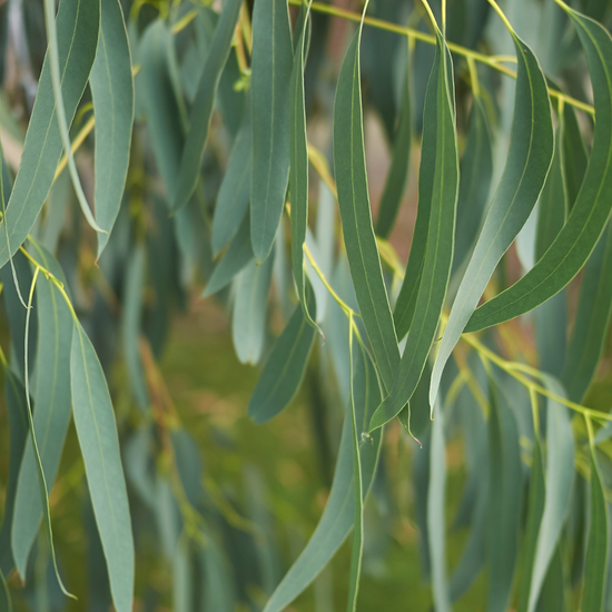 Huile essentielle Eucalyptus Citronné
