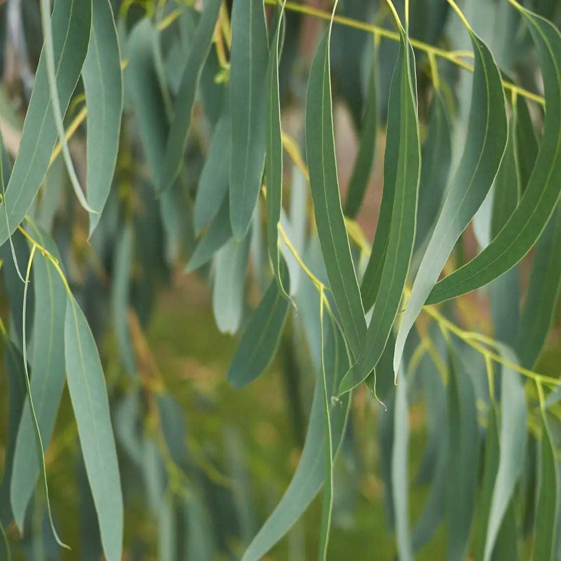 Huile essentielle Eucalyptus Citronné