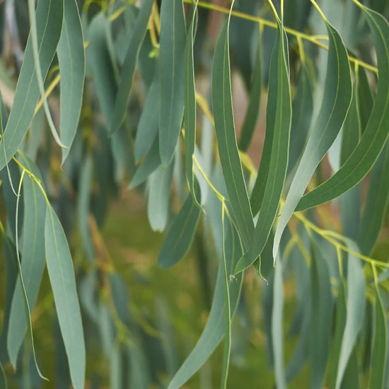 Huile essentielle Eucalyptus Citronné