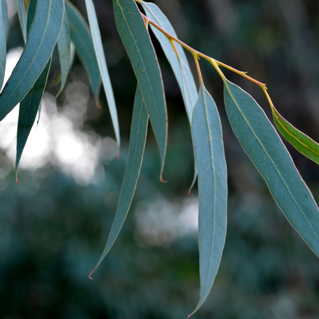 Huile essentielle Eucalyptus Radiata