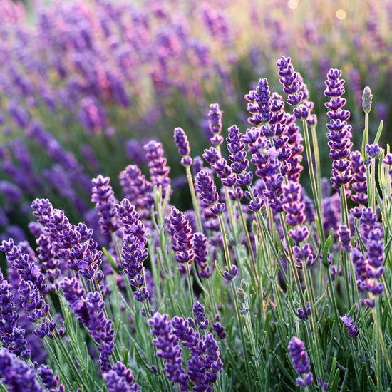 Huile essentielle Lavande Officinale