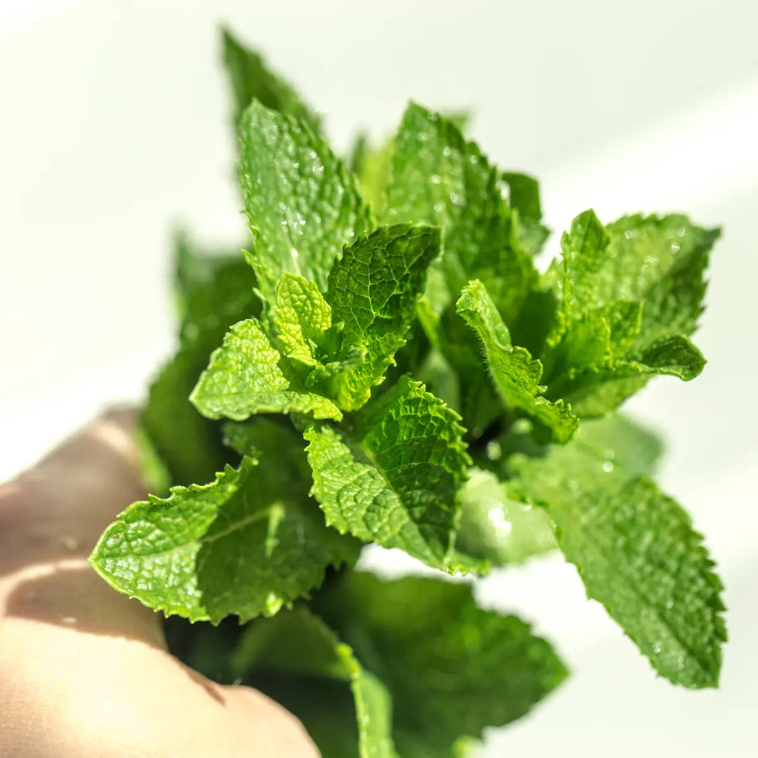 Les bienfaits de l'huile essentielle de menthe poivrée pour soulager les douleurs musculaires