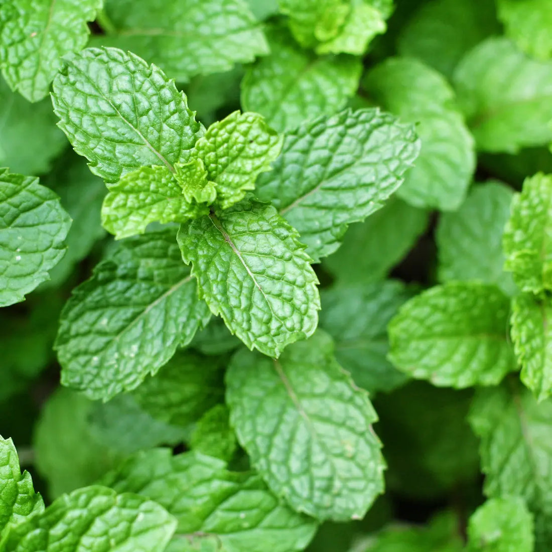 Huile essentielle Menthe Poivrée