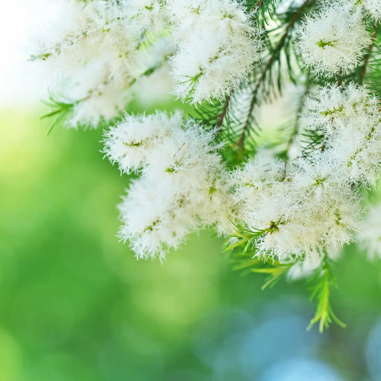 Huile essentielle Tea Tree
