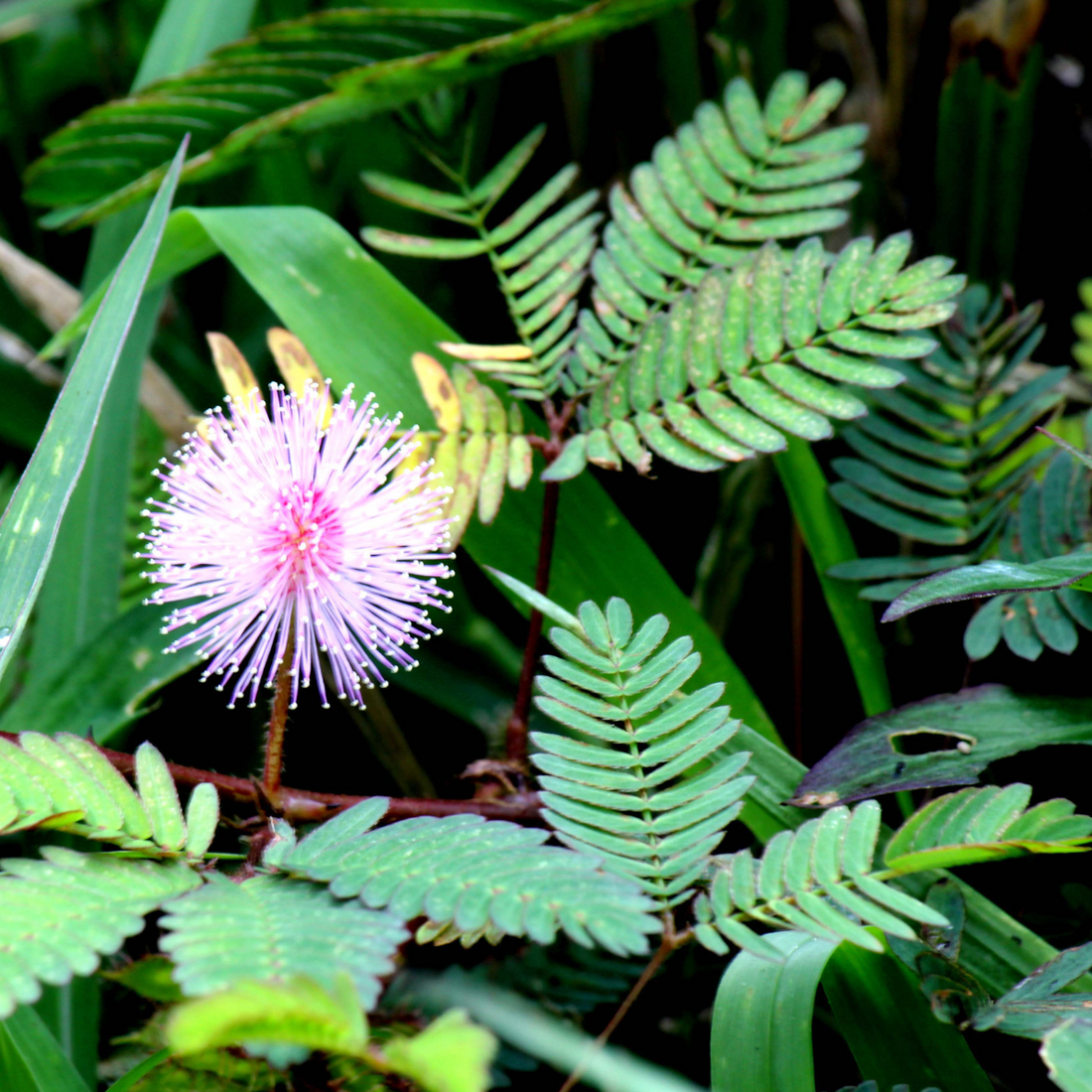 Le Mimosa pour régénérer la peau