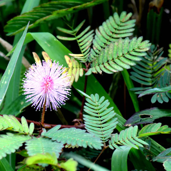 Le Mimosa pour régénérer la peau