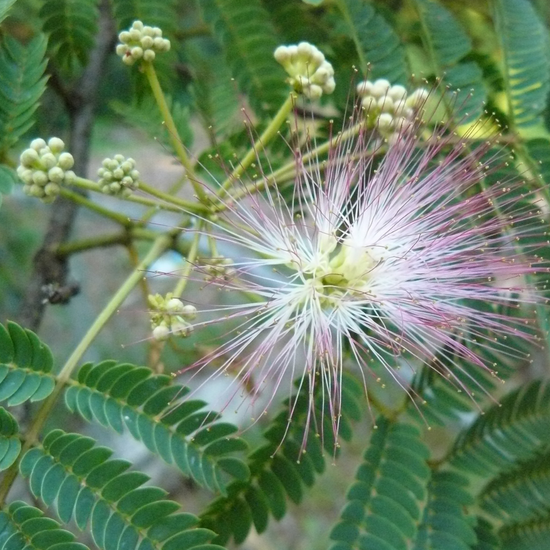 Mimosa tenuiflora : toutes les vertus !