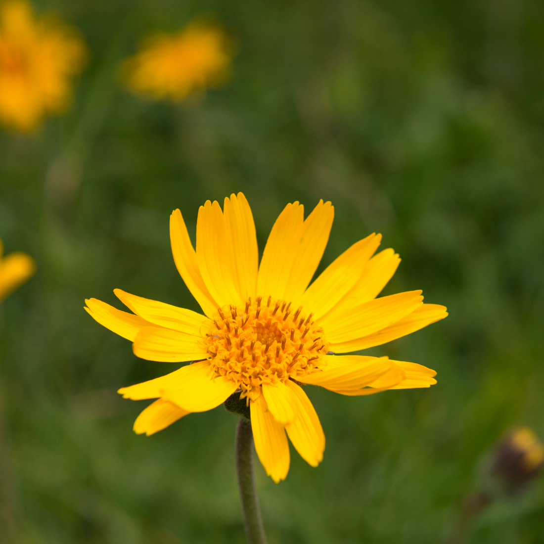Sport : les bienfaits de l'arnica